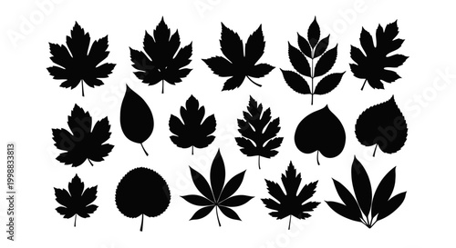 Diverse collection of black leaf silhouettes from various tree species.