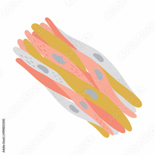 Stylized medical illustration of smooth muscle tissue fibers