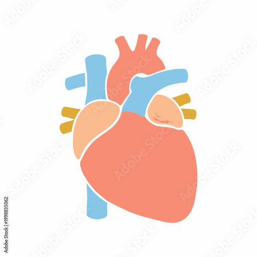 Stylized Human Heart Anatomy Illustration on White Background