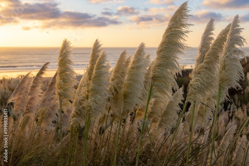 Fotografi Golden hour illuminates pampas grass near the beach in New Zealand