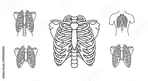 Rib Cage Anatomy Illustrations: Front, Back, and Side Views
