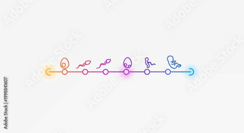 Human life cycle stages: fertilization to fetus development timeline
