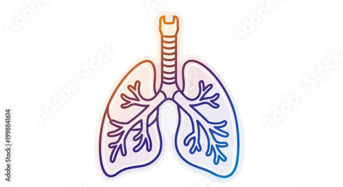 Human Lungs Anatomy Illustration, Respiratory System, Medical Healthcare Concept