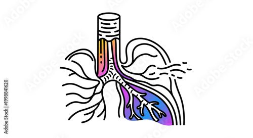 Human Respiratory System Anatomy: Trachea, Bronchi, and Lungs - Medical Illustration