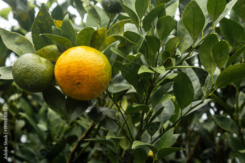 Konstfotografi Ripe orange hanging on a tree