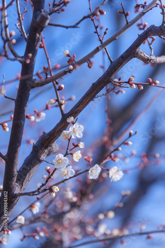 Elegant white plum blossoms on vertical branches, professional urban forestry and sustainable horticulture, prunus mume blooming in spring, ecological botany study, nature background