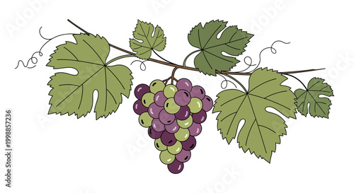 Ripe Grapes on Vine with Leaves - Harvest Season Illustration