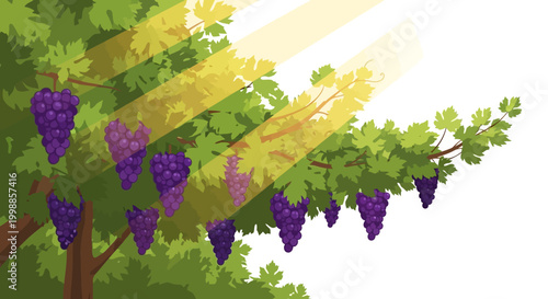 Ripe Purple Grapes Hanging on Vine with Sunlight Rays, Healthy Organic Fruit