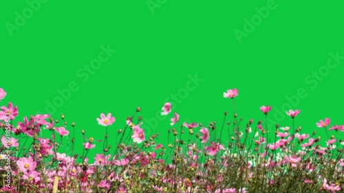 Grass Flowers green screen video