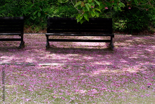 八重桜の花が落ちてピンクの絨毯のようです