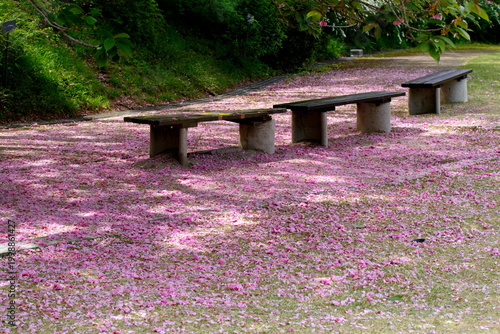八重桜の花が落ちてピンクの絨毯のようです