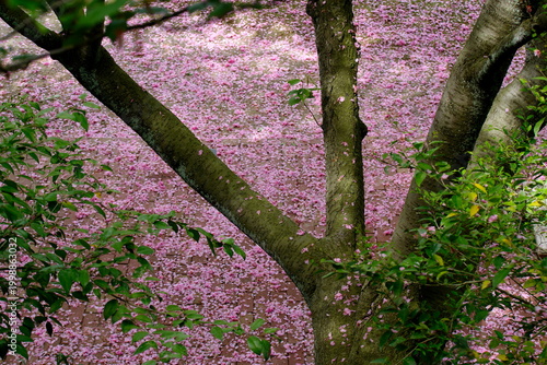 八重桜の花が落ちてピンクの絨毯のようです