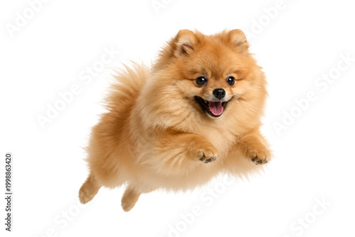 Quadro su tela Adorable fluffy Pomeranian dog jumping joyfully in mid air, isolated on white ba