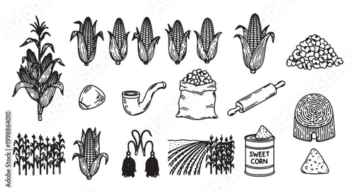 Vintage corn harvest vector set, hand drawn maize icons and agricultural elements, rustic sweet corn farm sketches for organic food branding