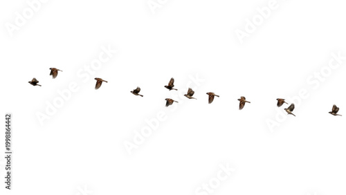 Photos Line of small birds flying in formation across white sky background, migration f