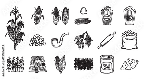 Vintage corn and maize illustration set, hand drawn agricultural icons, 18 black and white vector elements for organic food branding and farming