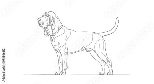 Bloodhound Dog Outline Drawing, Standing Profile, Simple Sketch, Elegant Breed