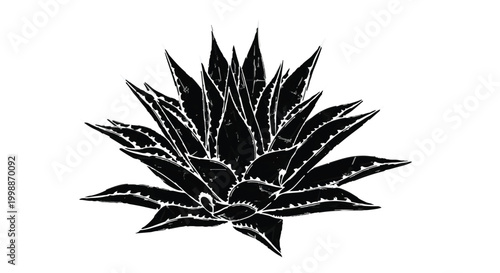 Agave plant stands as a sharp botanical silhouette on a clean white background area.