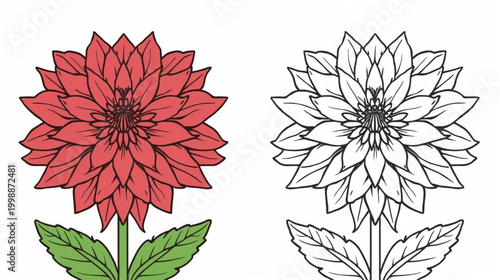Bild auf Leinwand Coloring book-style illustration of  a dahlias flower