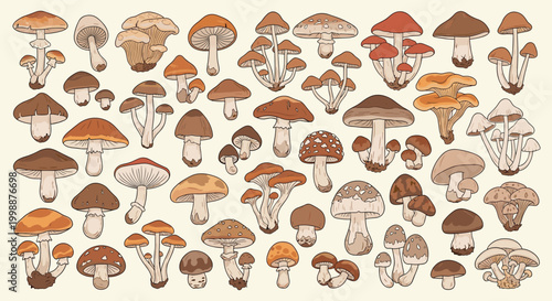 Comprehensive collection of various mushroom species illustrations shows diverse shapes, colors, and textures for nature studies.