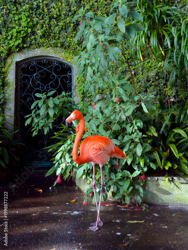 Flamingo in the Bontical Garden 
