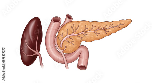 Anatomical illustration of the pancreas and spleen, showcasing their relationship and structures within the human body for educational or medical purposes