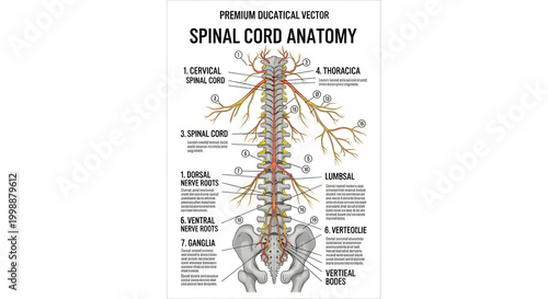 Detailed Anatomical Chart of the Human Spinal Cord and Nervous System