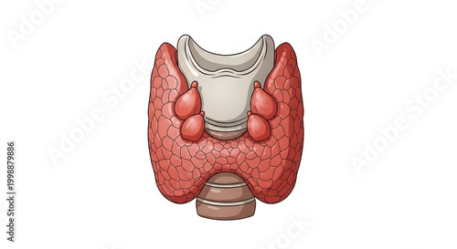 An anatomical illustration of the human thyroid and parathyroid glands, showcasing their structure and location within the neck