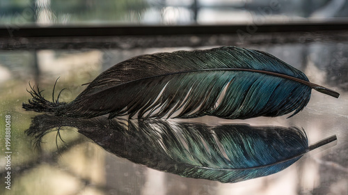peacock. A close-up of a peacock feather against a mirrored surface with iridescent blue-green tones. wildlife magazines, conservation campaigns, designed for wildlife conservation campaigns.
