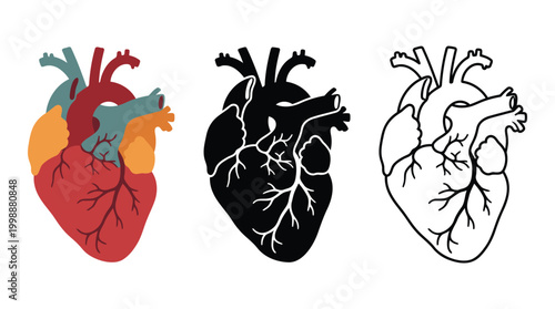 Illustration showing human heart anatomy icons in colorful silhouette and line art styles.