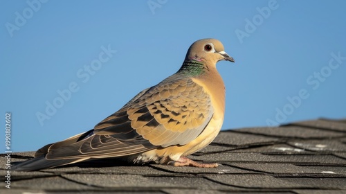 A solitary bird, likely a mourning dove, perched on a rooftop shingles.  