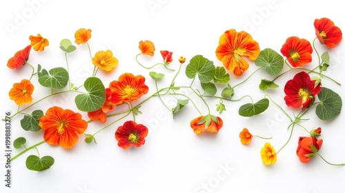 A vibrant display of orange nasturtia flowers arranged in a linear fashion, showcasing their vivid colors and green leaves against a pristine white background.  