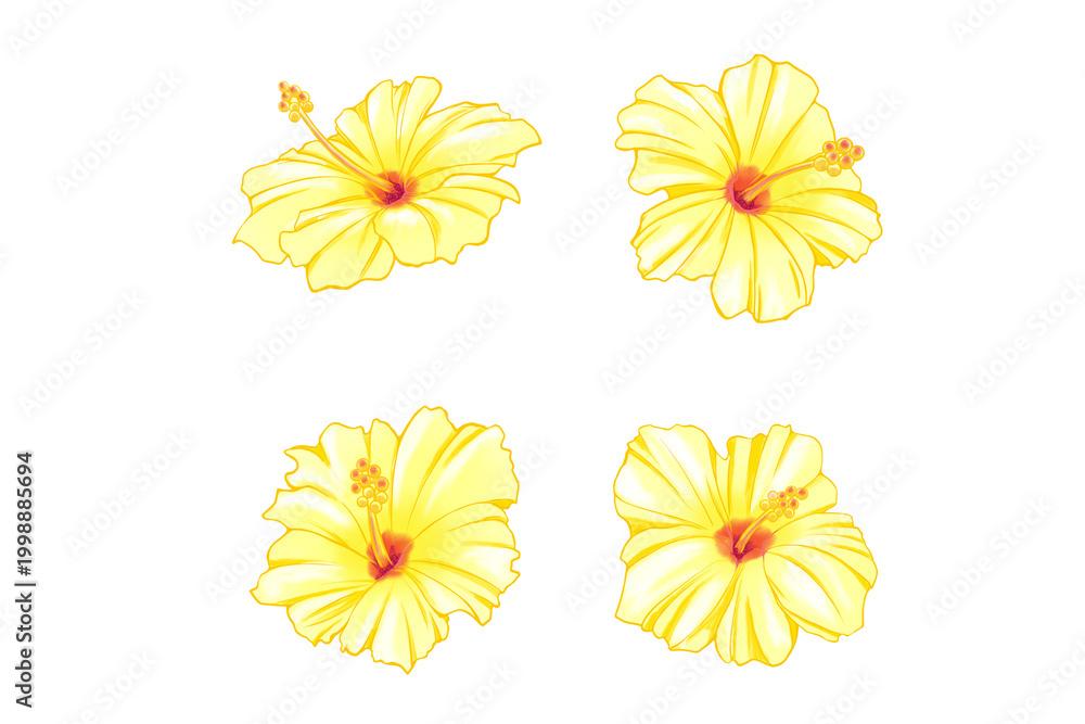 黄色いハイビスカス」の写真素材 | 5,110件の無料イラスト画像 | Adobe