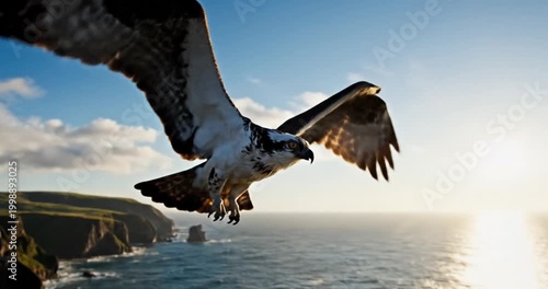 Majestic osprey soaring over a coastal cliff with ocean waves in the background during sunset