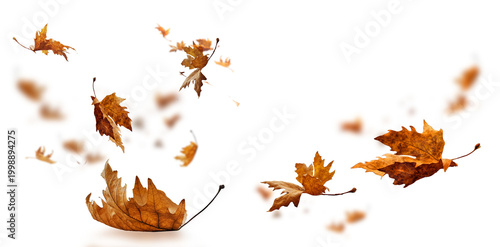 Foto leaf leaves isolated autumn winter season background falling fall platanus tree