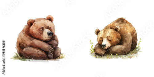 hibernating bear watercolor vector illustration