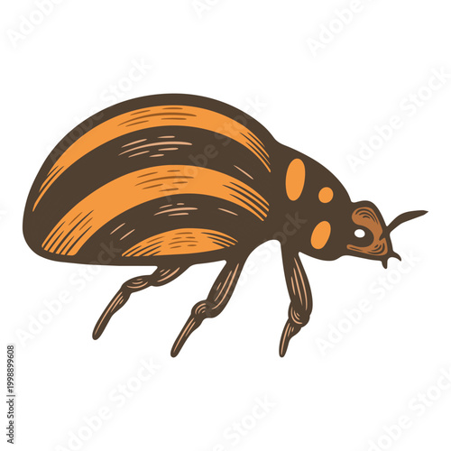Colorado potato beetle insect, striped agricultural pest bug, harmful garden parasite, hand drawn entomology illustration, isolated