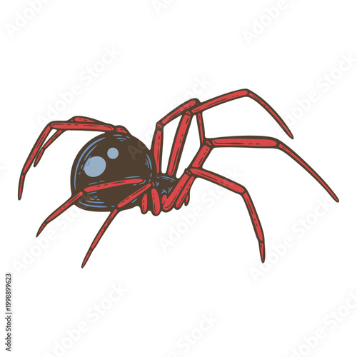Red and black spider arachnid, venomous widow-like spider, long-legged creepy crawler, poisonous insect style illustration, colourful hand drawn isolated clipart, halloween bug design