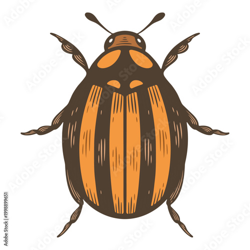 Colourful striped Сolorado beetle insect, top view agricultural crop pest, orange and black garden bug, detailed hand drawn entomology illustration, isolated