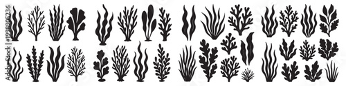 Set of different algae, kelp, and sea grass shapes. Black flat vector elements for marine and ocean design. Assorted marine seaweed silhouettes. Botanical underwater plant for aquarium and nature