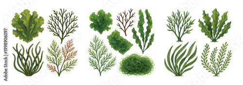 Botanical collection of green and brown ocean flora, kelp, and sea grass elements. Watercolor style aquatic plants and marine vegetation graphic set.
