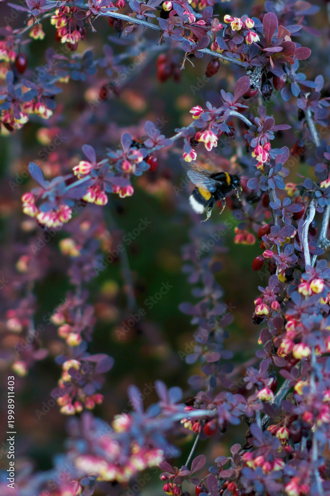 Obraz premium Bumblebee Foraging on Flowering Purple Japanese Barberry Shrub (Berberis thunbergii) in Spring, Thuringia, Germany