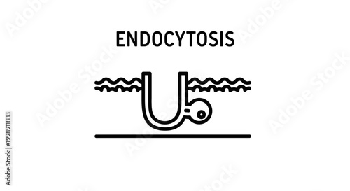 Endocytosis Process Icon: Cell Membrane Engulfing Substance