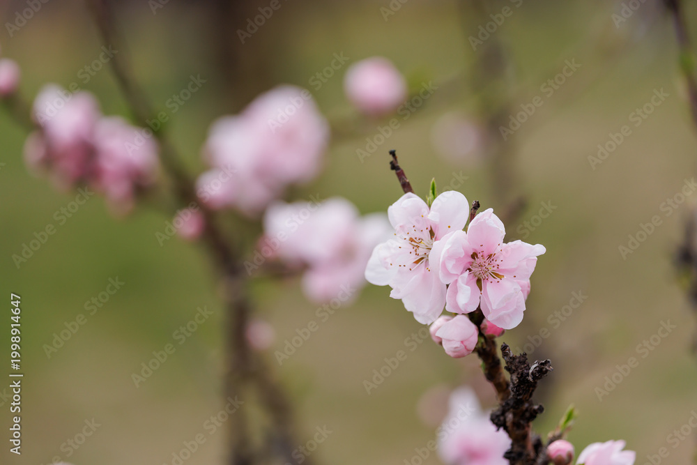 Fototapeta premium 古河公方公園に咲く花桃（茨城県古河市）