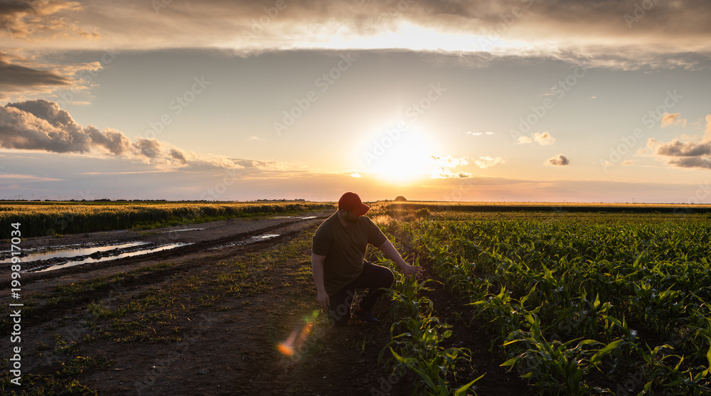 Obraz premium Farmer examining young corn plant in cultivated field.