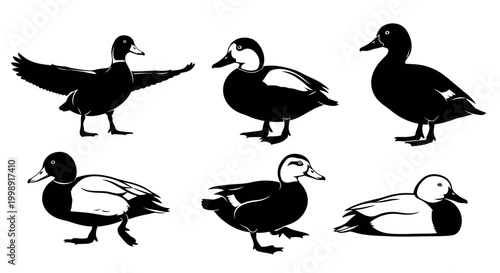 Set of Duck Silhouettes in Various Poses Vector Illustration