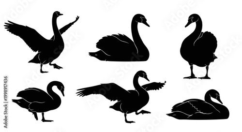 Set of Black Swan Silhouettes in Various Poses