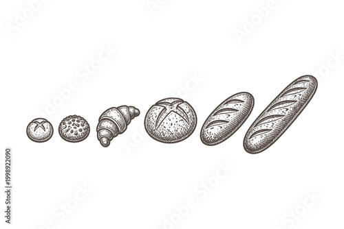 Linear sequence vector illustration of bread types from small rolls to large baguettes in a hand drawn vintage engraving style for menu