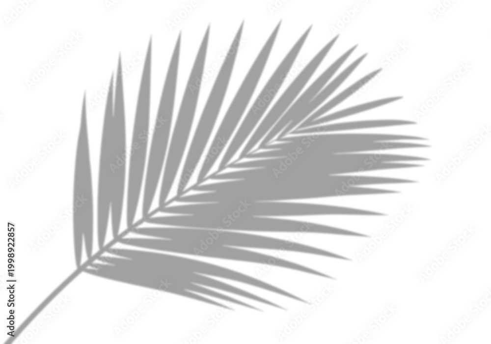Fototapeta premium Single realistic palm leaf drop shadow, isolated on transparent background for minimalist product styling.