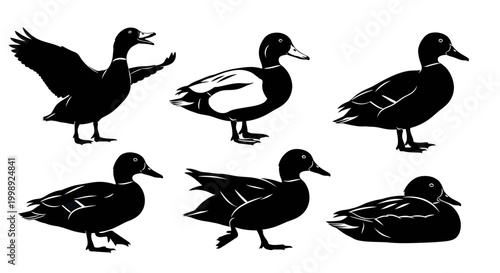 Set of Duck Silhouettes in Various Poses ? Wildlife Vector Graphics